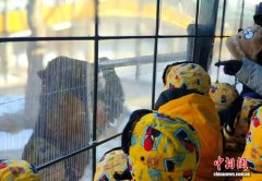 南北童心共绘虎踪：广西萌娃冰雪之旅探访“森林之王”